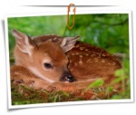 Animal 0004