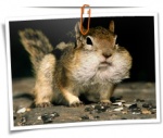 Animal 0008 1