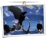 Animal 0017