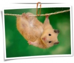 Animal 0026 1