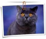 Animal 0044