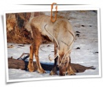 Animal 0054