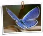 Animal 0071 1