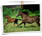 Animal 0082