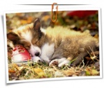 Animal 0084