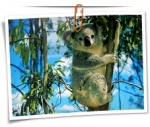 Animal 0087