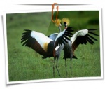 Animal 0091