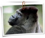 Animal 0094