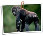 Animal 0095