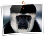 Animal 0096