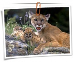 Animal 0102