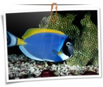 Animal 0107