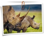 Animal 0112