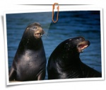 Animal 0114