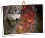 Animal 0127