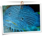 Animal 0130