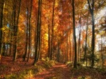 Golden-autumn-trees-1600x900-hdwallpapers.us e1