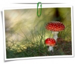 Nature 0053