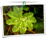 Nature 0082