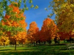 Orange-autumn-1600x900-hdwallpapers.us e1
